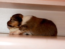 puppies