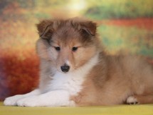 puppies