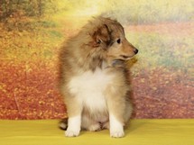 puppies