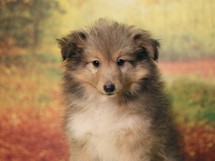 puppies