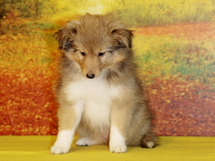 puppies