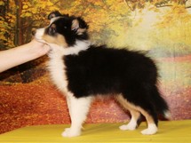 puppies