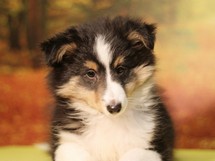 puppies