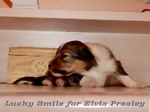 puppies