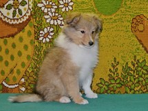 puppies