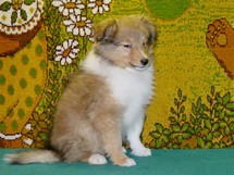 puppies