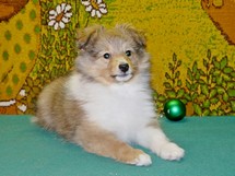 puppies