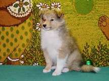 puppies
