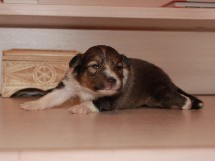 puppies