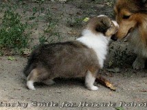 puppies