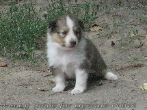 puppies