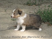 puppies