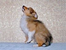 puppies