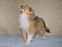 puppies