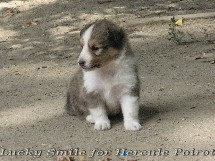 puppies