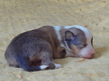 puppies