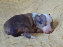 puppies
