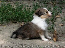puppies