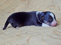 puppies