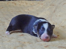 puppies
