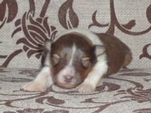 puppies