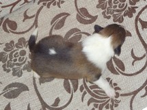 puppies
