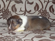 puppies