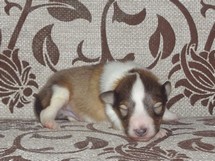 puppies