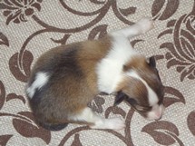 puppies