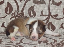 puppies