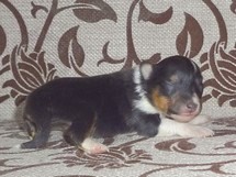 puppies