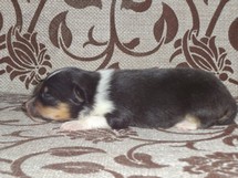 puppies