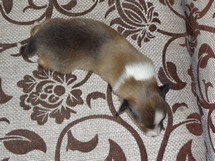 puppies