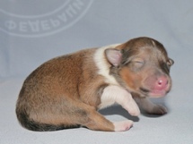 puppies