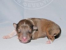 puppies