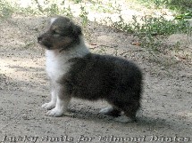 puppies