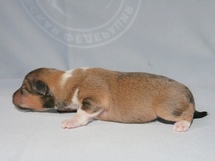 puppies