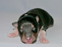 puppies