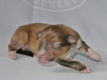puppies