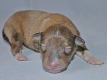 puppies
