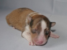 puppies