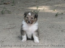 puppies