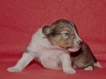puppies