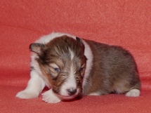 puppies