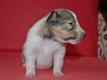 puppies