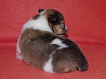 puppies