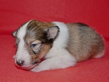 puppies