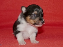 puppies