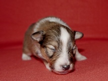 puppies