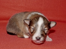 puppies